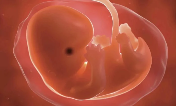 Древний вирус встроился в ДНК и до сих пор управляет развитием эмбриона