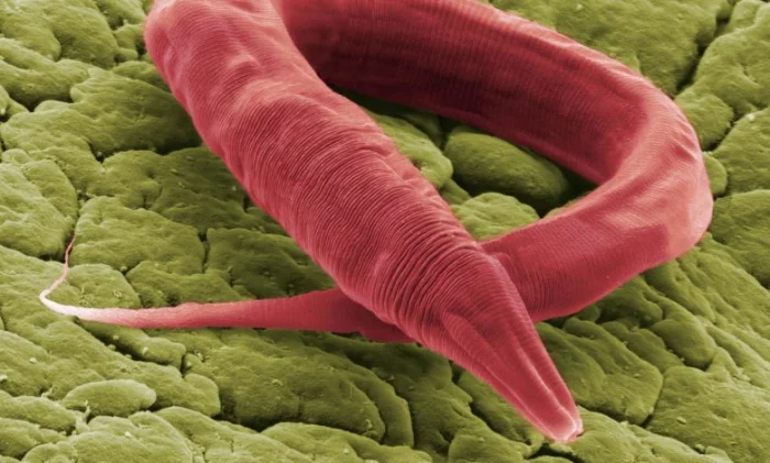 Продолжительность жизни червей увеличилась на 500 процентов в новом исследовании старения