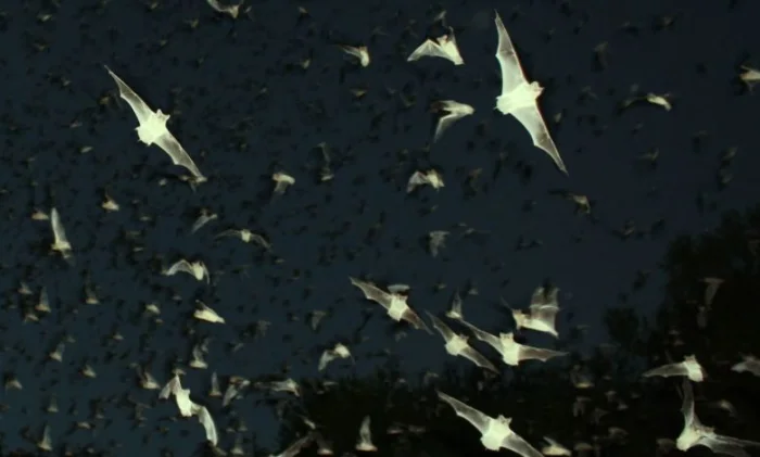 Учёные обнаружили летучих мышей, которые светятся зловещим зелёным светом в УФ-излучении