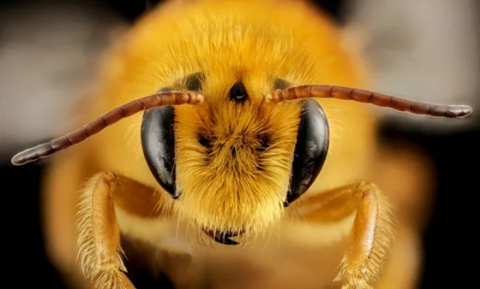 Пчелы помогут раньше обнаружить рак легких?