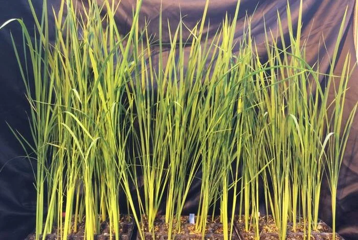 Рис для Луны: выведен сорт, выживающий в экстремальных условиях