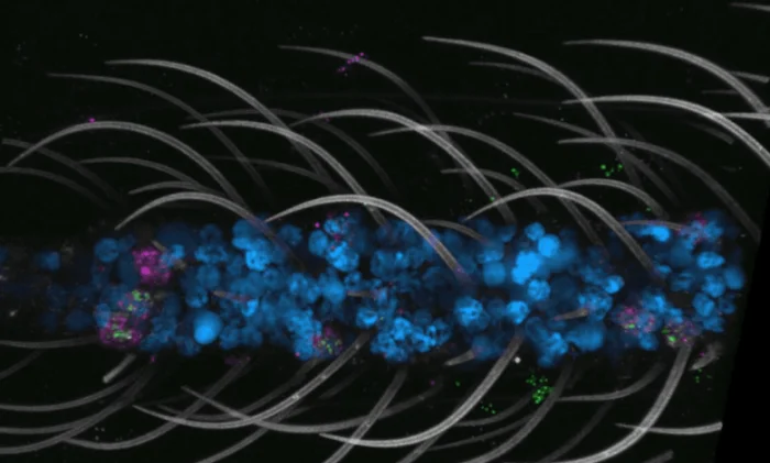 Учёные создали первый в мире клеточный атлас самого опасного комара