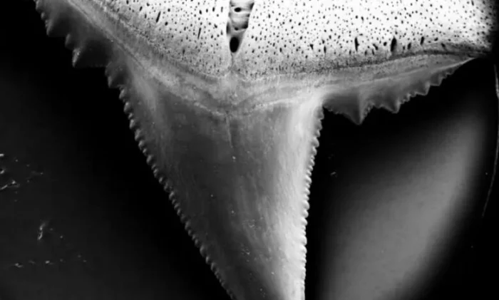 Кислотность океана разрушает зубы акул, угрожая их выживанию