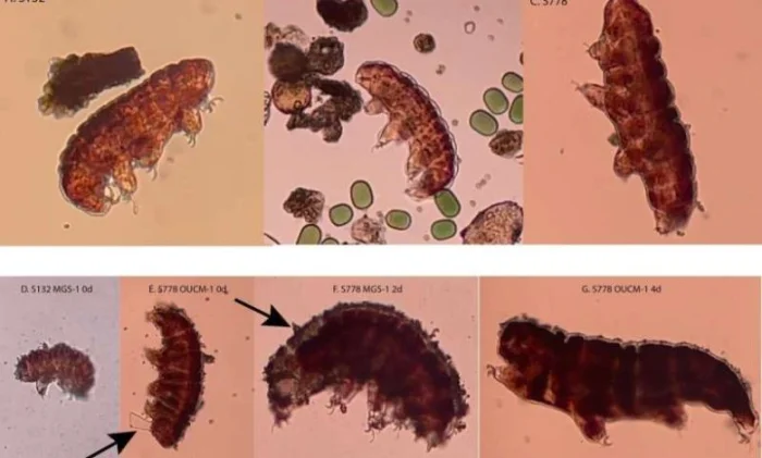 Вода очистит марсианский грунт: найдено решение проблемы токсичности для колонистов