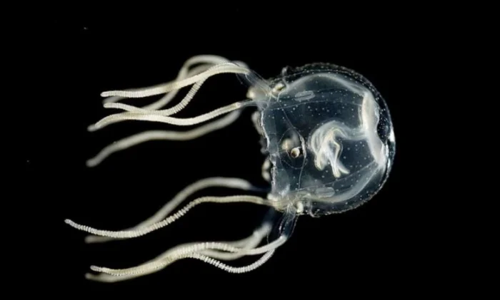 Учёные выяснили: медузы способны учиться, хотя у них нет мозга