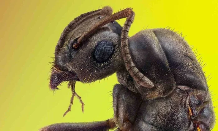 Ученые подтвердили катастрофическое сокращение популяции муравьев на Фиджи