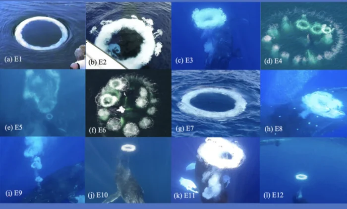 Почему горбатые киты пускают кольца из пузырей людям