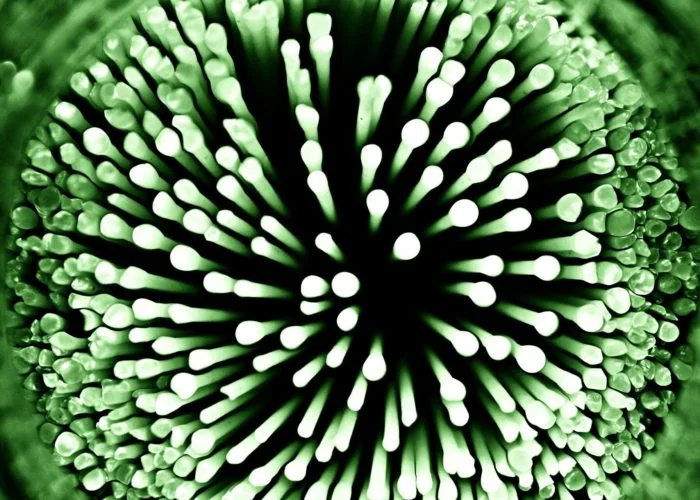 Устойчивые к антибиотикам гены обнаружены в каналах и прудах Лондона