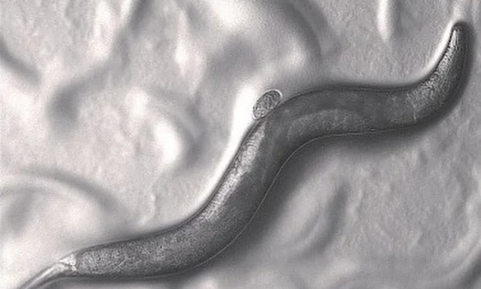 Удивительные черви: сложные решения с 300 нейронами