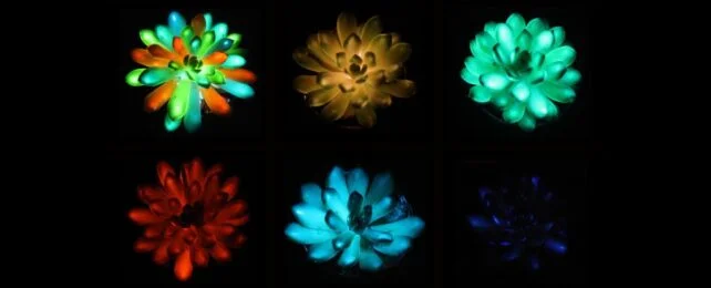 Учёные создали светящиеся в темноте суккуленты