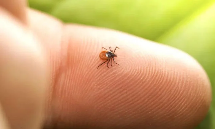 Новая мРНК-вакцина может предотвратить большинство клещевых заболеваний (включая болезнь Лайма)