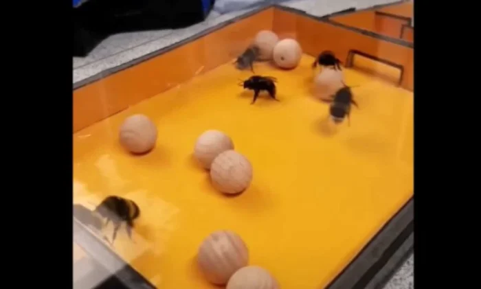 Шмели, играющие с деревянными шариками, станут первым доказательством того, что насекомые способны играть