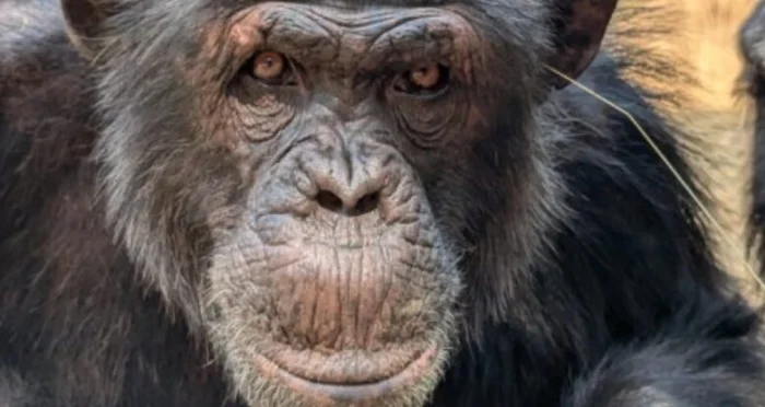 Шимпанзе подхватили новый вирусный челлендж: трава в ушах и других неожиданных местах