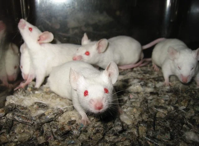 Впервые выращены цельные синтетические эмбрионы мыши