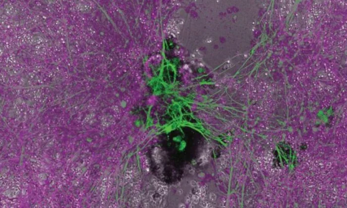 Живые биороботы из клеток человека заживляют нервные ткани