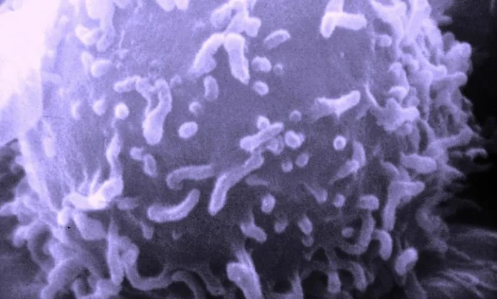 Учёные открыли уникальные иммунные клетки, способные замедлять старение