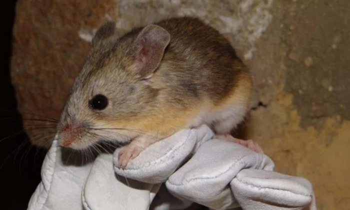 На вершинах Анд нашли мышей, живущих на рекордной высоте