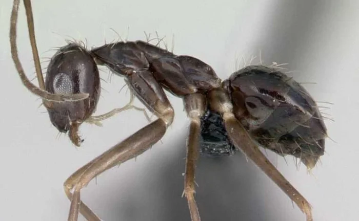 Ученые раскрыли секрет коллективного разума "сумасшедших" муравьев