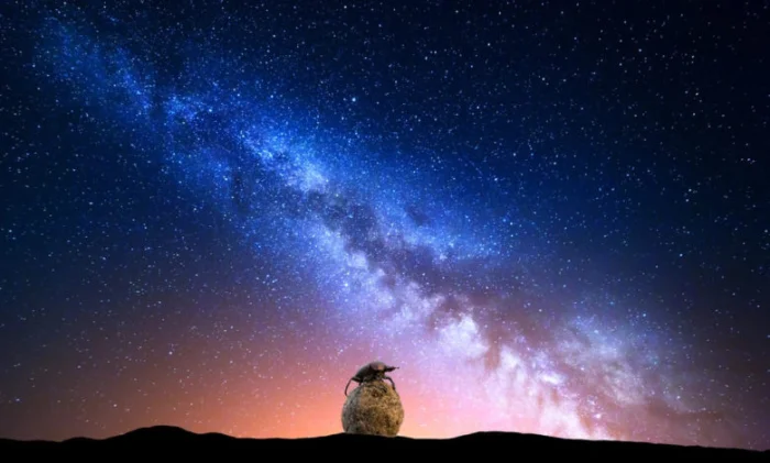 Жуки ориентируются по звездам Млечного Пути