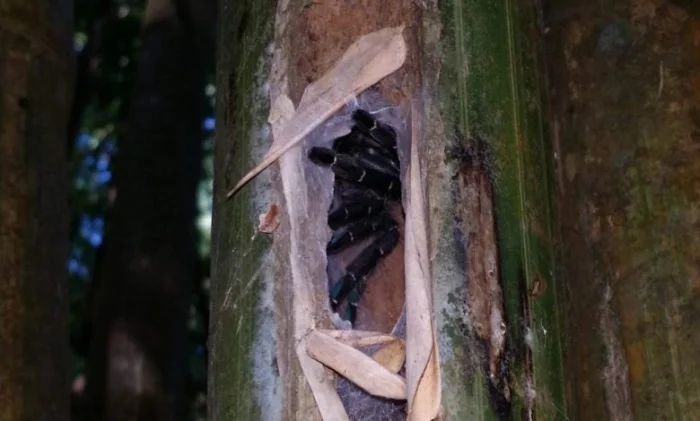 Обнаружен первый в мире паук-птицеед, обитающий в стеблях бамбука