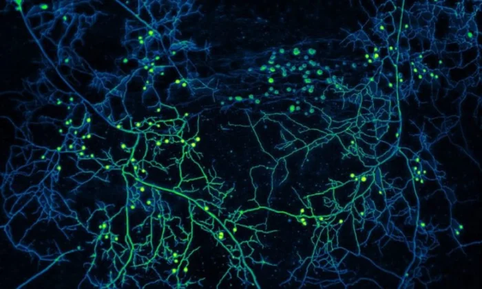 Тайная сеть планеты: впервые будет создана карта подземных грибов