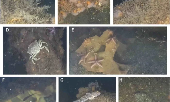 Затопленные боеприпасы Второй мировой войны неожиданно стали оазисами морской жизни