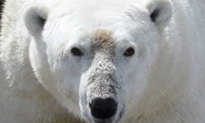 Белые медведи на грани голода: как тает лед