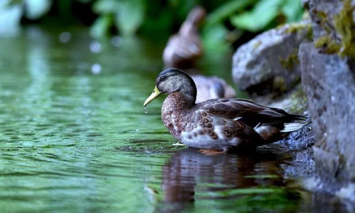 Птичий грипп H10N3: первый случай заболевания человека выявлен в Китае