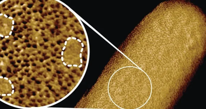 Самые подробные изображения живых бактерий, которые когда-либо были сделаны