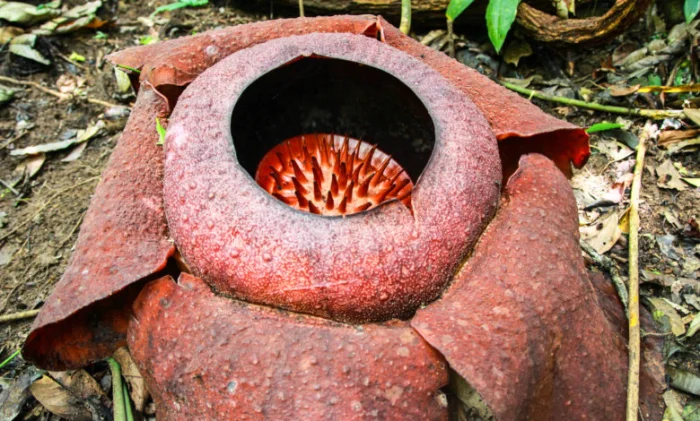 Цветок-гигант с запахом гниющей плоти расцвел в Индонезии