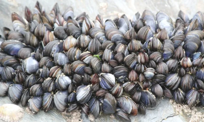 Учёные раскрыли секрет подводного клея мидий после десяти лет исследований