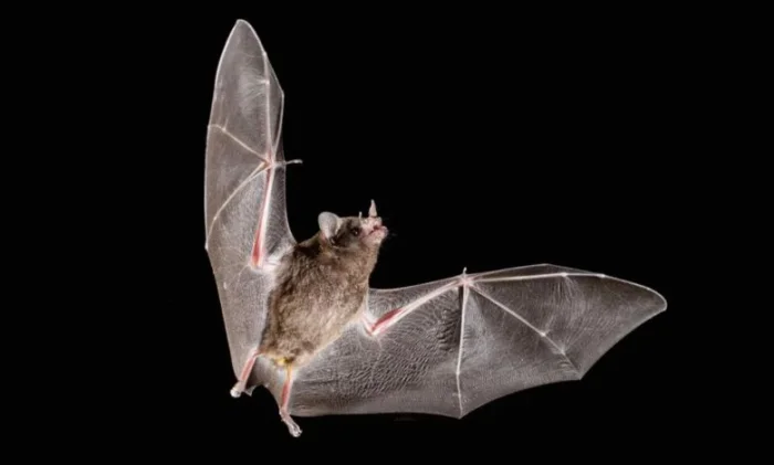 Как летучие мыши оседлали шторм: секрет миграции на 1000 км