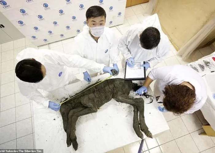 Учёные извлекли живую кровь из 42 000-летнего жеребёнка в Сибири