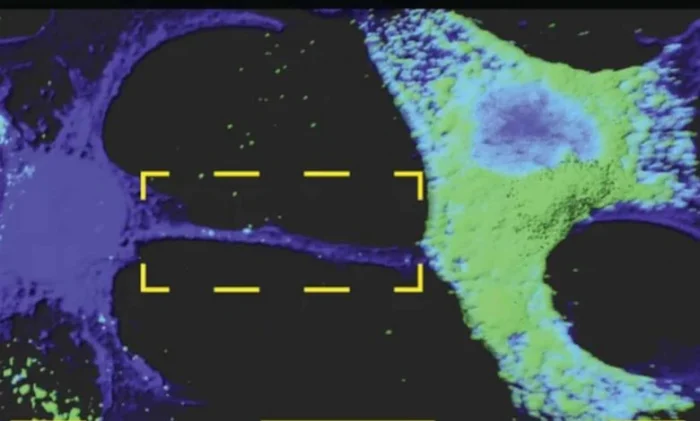Как COVID-19 попадает в мозг? Новый путь вируса
