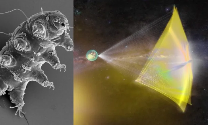 Тихоходки могут стать первыми путешественниками к другим звездам
