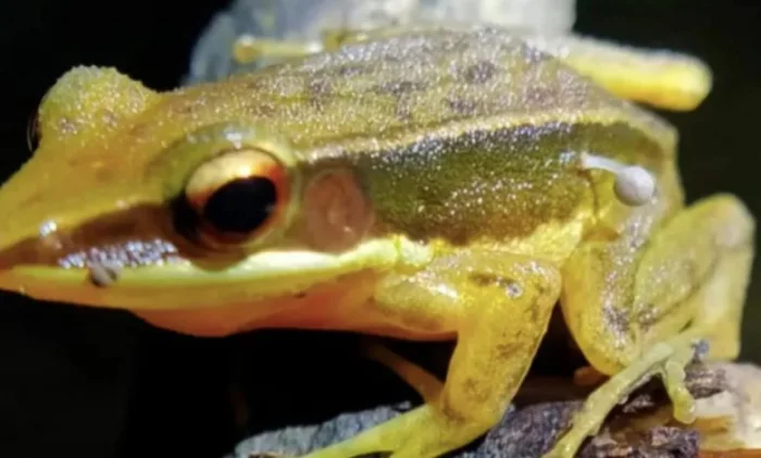 Вот новый title, соответствующий всем требованиям:
Гриб на живой лягушке: тревожный сигнал для ученых