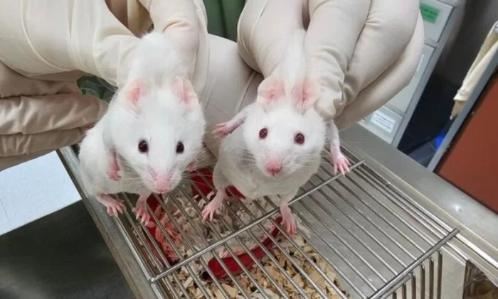 Необычная мышь, созданная на основе гена, более древнего, чем сама жизнь животных