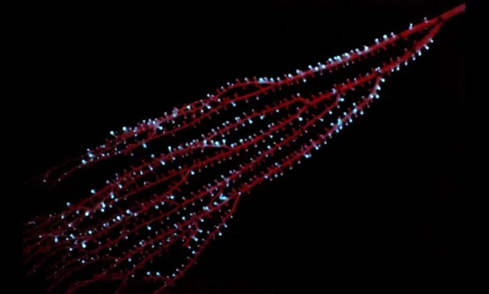 Свет в океане зажёгся 540 миллионов лет назад