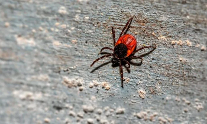 Скоро появится таблетка для уничтожения клещей, цепляющихся за кожу