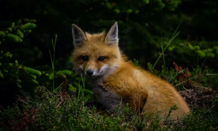 Биоразнообразие защищает нас от болезней: факты