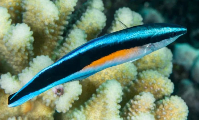 Ученые выяснили, что некоторые рыбы могут узнавать себя на фото