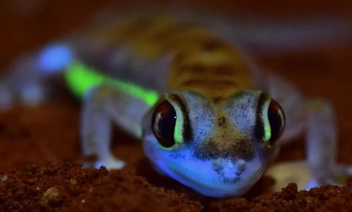 Гекконы пустыни Намиб светятся в темноте