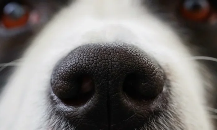 Собаки обнаруживают Covid-19 с вероятностью успеха 94%