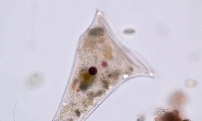 Невероятное открытие: как эти простые организмы проложили путь к эволюции сложной жизни