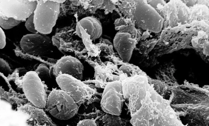 В Китае деревня ушла на карантин из-за бубонной чумы