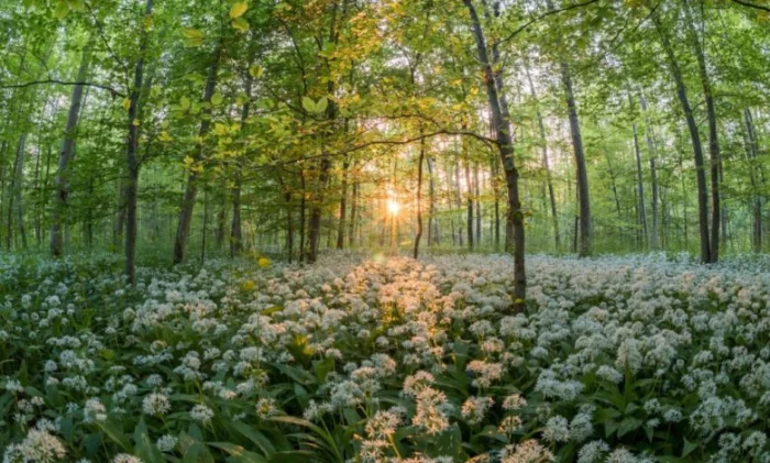 Учёные нашли секрет идеального фотосинтеза