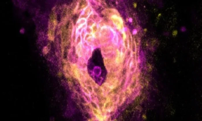 Ученые впервые в деталях наблюдают первое сердцебиение эмбриона