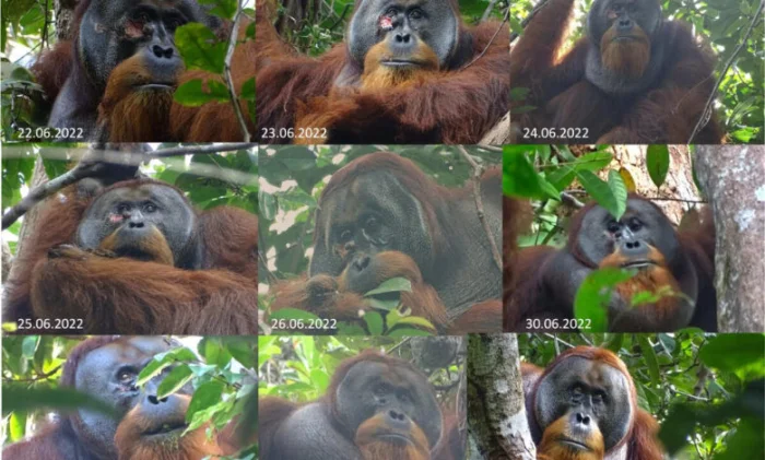 Орангутан впервые замечен за лечением раны лекарственным растением