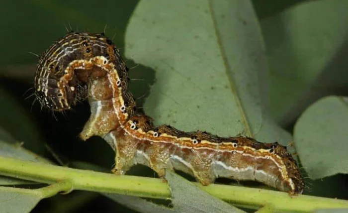 Вирус заставляет гусениц совершать самоубийство, изменяя их зрение