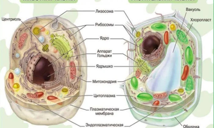В чем разница между растительными и животными клетками?